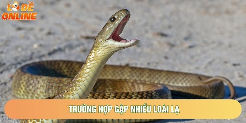 Trường hợp gặp nhiều loài lạ Trường hợp gặp nhiều loài lạ