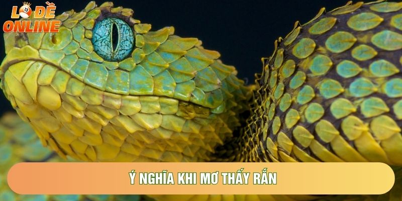 Ý nghĩa khi mơ thấy rắn Ý nghĩa khi mơ thấy rắn